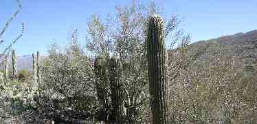 Nursing Saguaros Protected by the Mesquite Tree